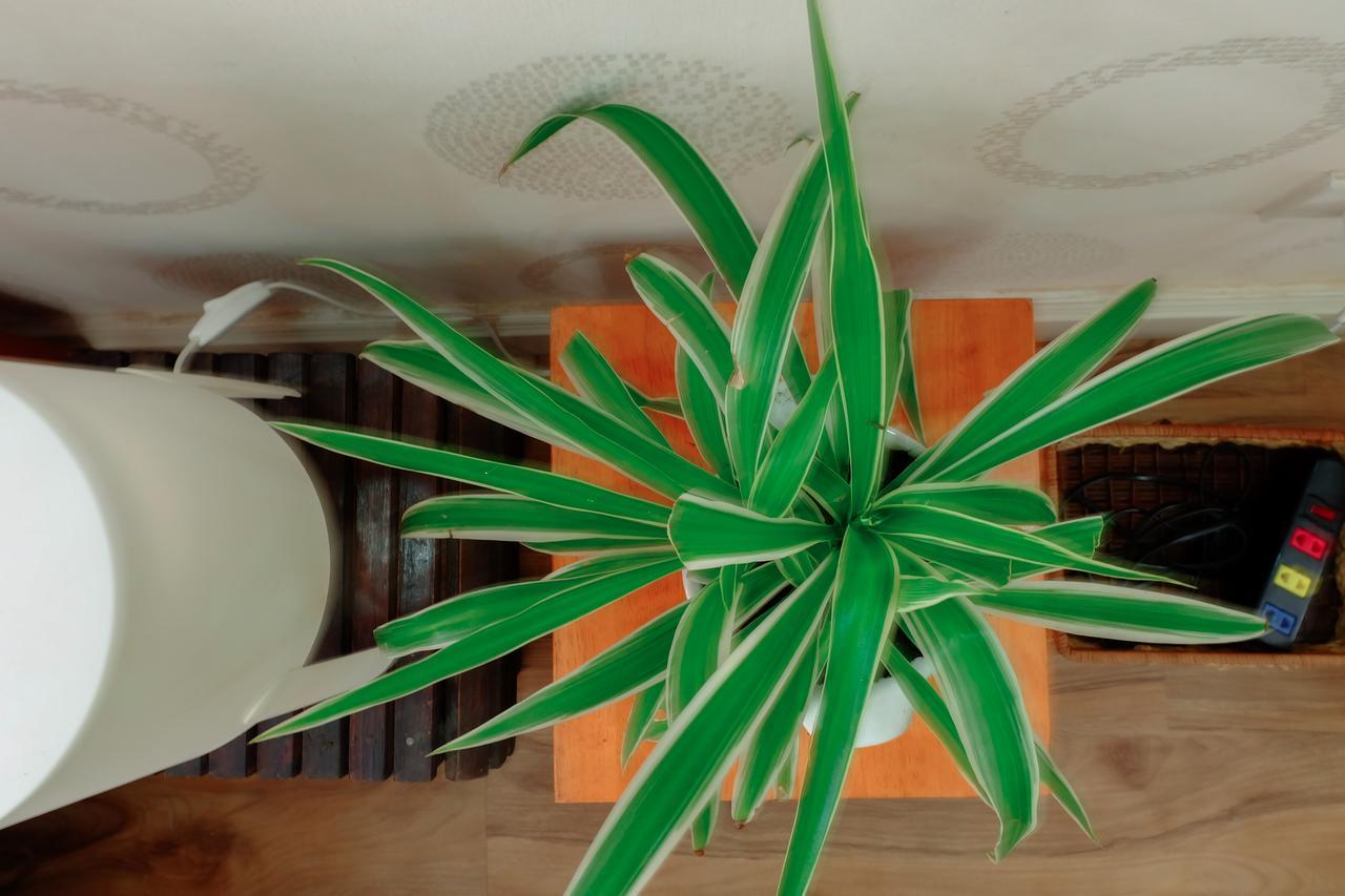 Magari Homestay Хошимин Экстерьер фото